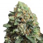 Auto Big Devil2 Feminised семена конопли: фото, характеристики, отзывы, описание