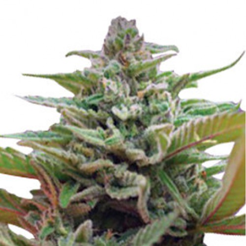 Auto Black Jack Feminised насіння конопель: фото, характеристики, відгуки, опис