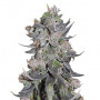 Auto Blue Mystic насіння конопель: фото, характеристики, відгуки, опис