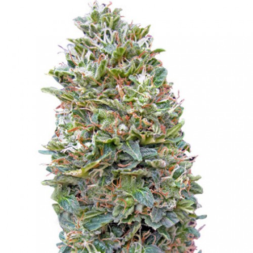 Auto Bubble Gum Feminised семена конопли: фото, характеристики, отзывы, описание