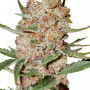 Auto Bubblelicious насіння конопель: фото, характеристики, відгуки, опис