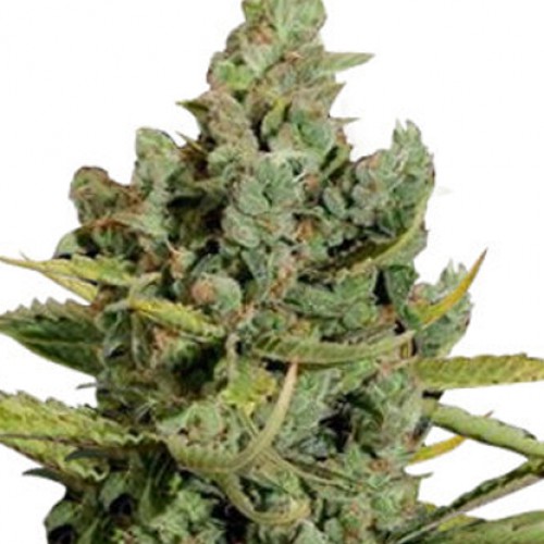 Auto Cheese насіння конопель: фото, характеристики, відгуки, опис