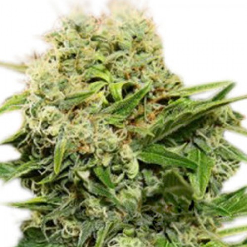 Auto Chronic Ryder семена конопли: фото, характеристики, отзывы, описание