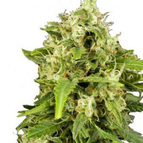 Auto Critical + Feminised семена конопли: фото, характеристики, отзывы, описание