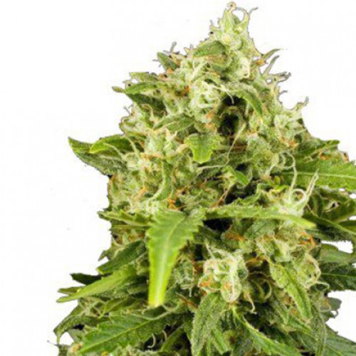 Auto Critical + насіння конопель: фото, характеристики, відгуки, опис Auto Critical + насіння конопель: фото, характеристики, відгуки, опис