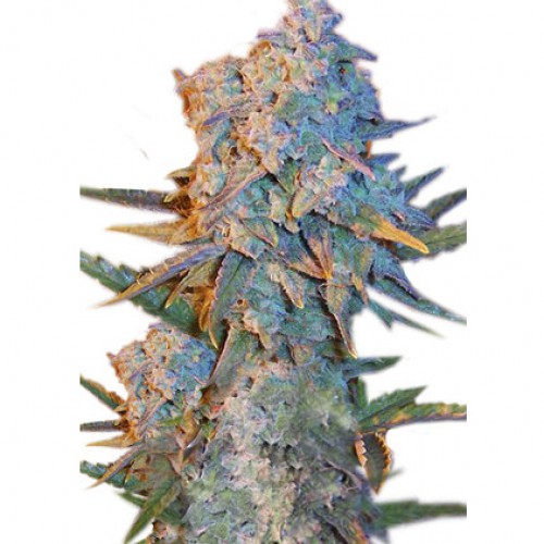 Auto Diesel Ryder Feminised насіння конопель: фото, характеристики, відгуки, опис