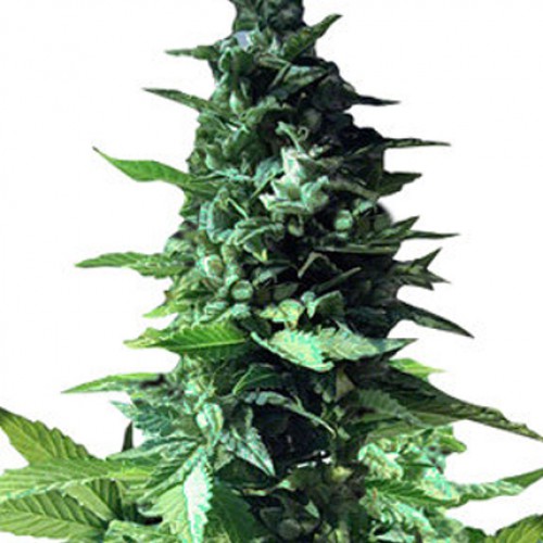 Auto Diesel Feminised насіння конопель: фото, характеристики, відгуки, опис Auto Diesel Feminised насіння конопель: фото, характеристики, відгуки, опис