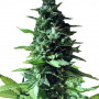 Auto Diesel Feminised насіння конопель: фото, характеристики, відгуки, опис Auto Diesel Feminised насіння конопель: фото, характеристики, відгуки, опис