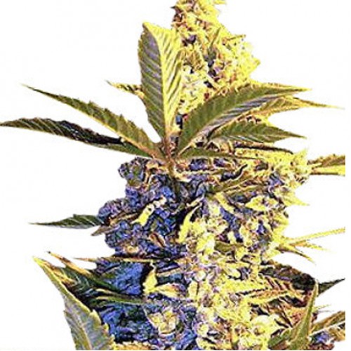 Auto Easy Ryder feminised семена конопли: фото, характеристики, отзывы, описание Auto Easy Ryder feminised семена конопли: фото, характеристики, отзывы, описание