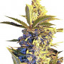 Auto Easy Ryder feminised семена конопли: фото, характеристики, отзывы, описание Auto Easy Ryder feminised семена конопли: фото, характеристики, отзывы, описание