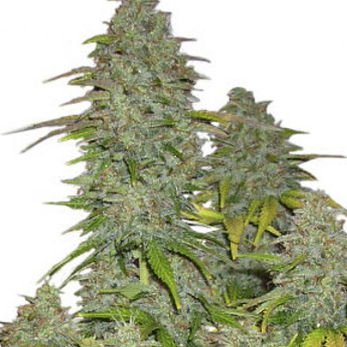 Auto Fast Bud Feminised насіння конопель: фото, характеристики, відгуки, опис