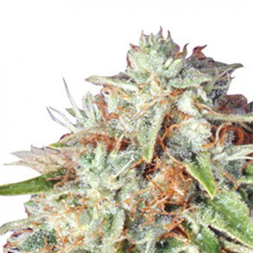 Auto Fast Bud насіння конопель: фото, характеристики, відгуки, опис Auto Fast Bud насіння конопель: фото, характеристики, відгуки, опис