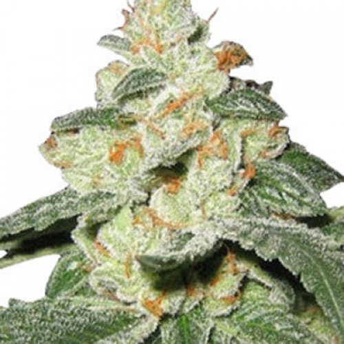 Auto Great White Shark Feminised насіння конопель: фото, характеристики, відгуки, опис