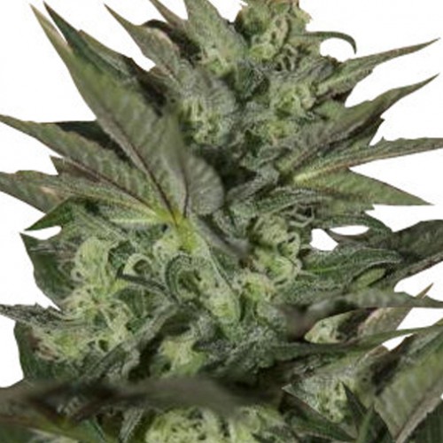Auto Great White насіння конопель: фото, характеристики, відгуки, опис