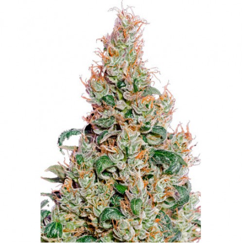 Auto Green-O-Matic насіння конопель: фото, характеристики, відгуки, опис