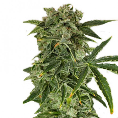Auto Haze Feminised семена конопли: фото, характеристики, отзывы, описание Auto Haze Feminised семена конопли: фото, характеристики, отзывы, описание