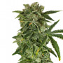 Auto Haze Feminised семена конопли: фото, характеристики, отзывы, описание Auto Haze Feminised семена конопли: фото, характеристики, отзывы, описание