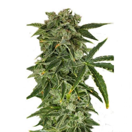 Auto Haze семена конопли: фото, характеристики, отзывы, описание Auto Haze семена конопли: фото, характеристики, отзывы, описание
