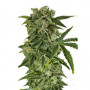 Auto Haze семена конопли: фото, характеристики, отзывы, описание Auto Haze семена конопли: фото, характеристики, отзывы, описание