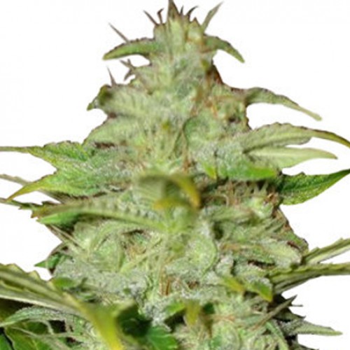 Auto Hindu Kush Feminised насіння конопель: фото, характеристики, відгуки, опис