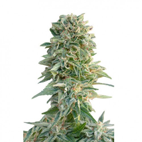 Auto Jack Herer Feminised семена конопли: фото, характеристики, отзывы, описание Auto Jack Herer Feminised семена конопли: фото, характеристики, отзывы, описание
