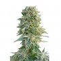 Auto Jack Herer Feminised семена конопли: фото, характеристики, отзывы, описание Auto Jack Herer Feminised семена конопли: фото, характеристики, отзывы, описание