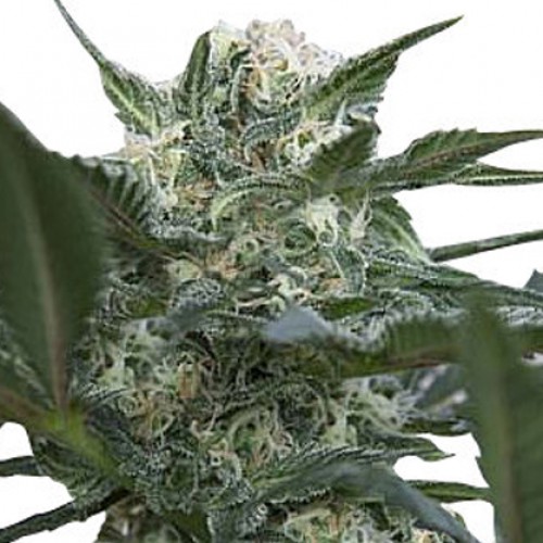 Auto Kush семена конопли: фото, характеристики, отзывы, описание Auto Kush семена конопли: фото, характеристики, отзывы, описание