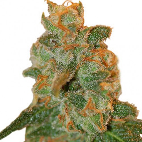 Auto Lemon Skunk насіння конопель: фото, характеристики, відгуки, опис