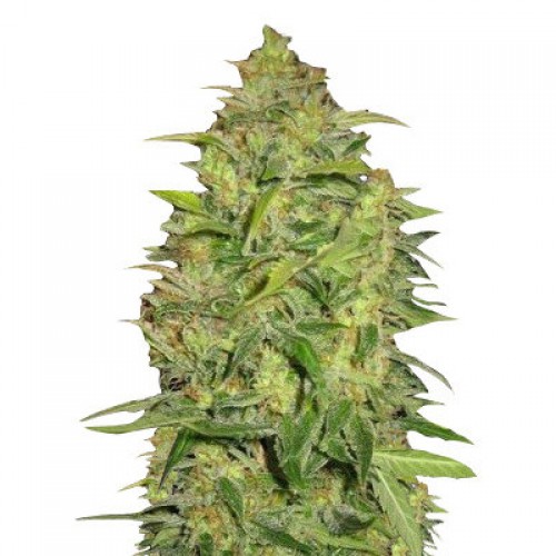 Auto Lemon Feminised насіння конопель: фото, характеристики, відгуки, опис