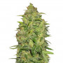 Auto Lemon Feminised насіння конопель: фото, характеристики, відгуки, опис