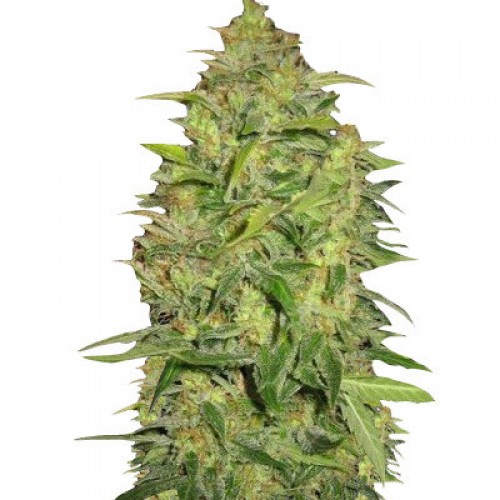 Auto Lemon семена конопли: фото, характеристики, отзывы, описание