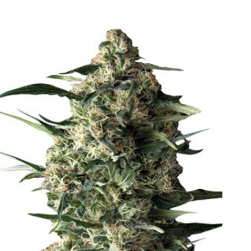 Auto Lennon семена конопли: фото, характеристики, отзывы, описание Auto Lennon семена конопли: фото, характеристики, отзывы, описание