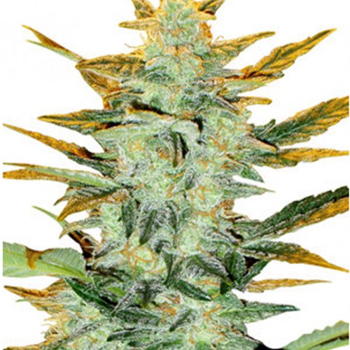 Auto Lowryder насіння конопель: фото, характеристики, відгуки, опис