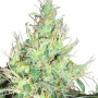 Auto Lowryder2 Feminised насіння конопель: фото, характеристики, відгуки, опис Auto Lowryder2 Feminised насіння конопель: фото, характеристики, відгуки, опис