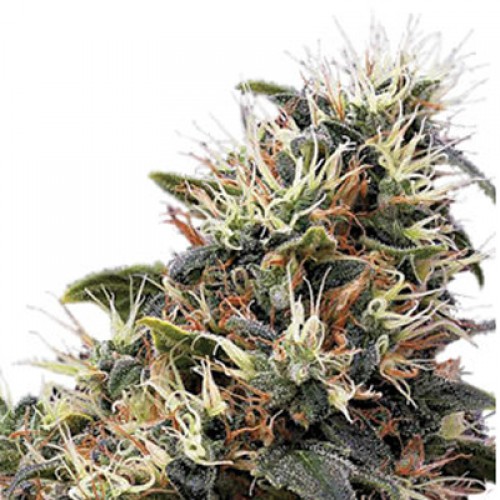 Auto Mango Feminised насіння конопель: фото, характеристики, відгуки, опис