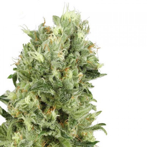 Auto Maria семена конопли: фото, характеристики, отзывы, описание