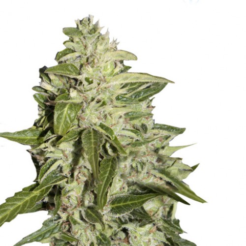 Auto Mazar Feminised насіння конопель: фото, характеристики, відгуки, опис