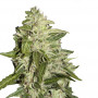Auto Mazar Feminised насіння конопель: фото, характеристики, відгуки, опис