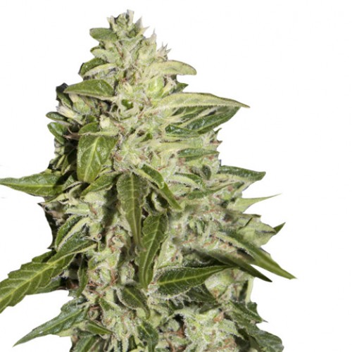 Auto Mazar семена конопли: фото, характеристики, отзывы, описание