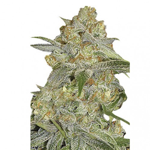 Auto Mexican Airlines семена конопли: фото, характеристики, отзывы, описание