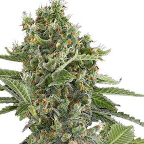 Auto Moby Dick насіння конопель: фото, характеристики, відгуки, опис Auto Moby Dick насіння конопель: фото, характеристики, відгуки, опис