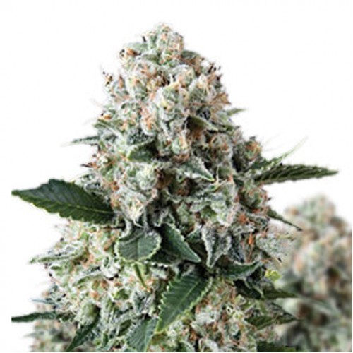 Auto Nefertiti насіння конопель: фото, характеристики, відгуки, опис