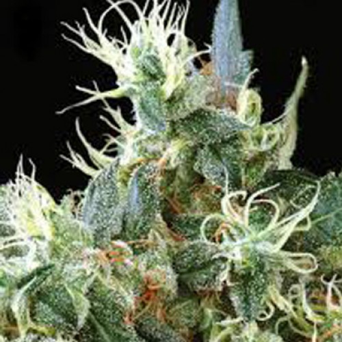 Auto Northern Lights насіння конопель: фото, характеристики, відгуки, опис Auto Northern Lights насіння конопель: фото, характеристики, відгуки, опис
