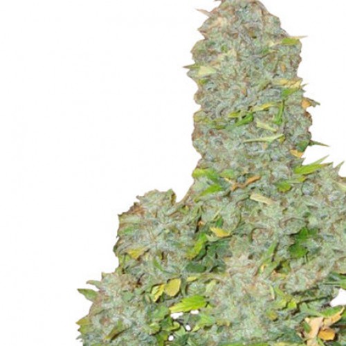 Auto Russian Rocket Fuel насіння конопель: фото, характеристики, відгуки, опис