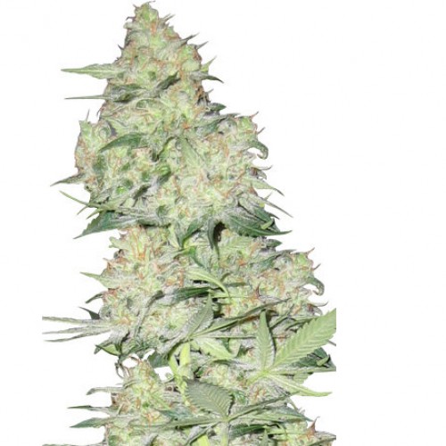 Auto Skunk#1 семена конопли: фото, характеристики, отзывы, описание