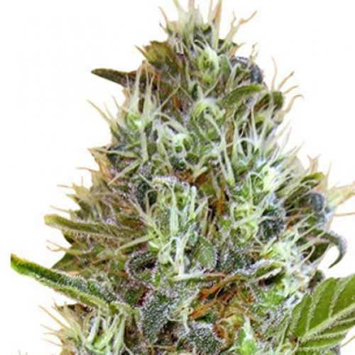 Auto Somango Feminised насіння конопель: фото, характеристики, відгуки, опис