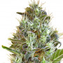 Auto Somango Feminised насіння конопель: фото, характеристики, відгуки, опис