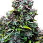 Auto Speed Devil насіння конопель: фото, характеристики, відгуки, опис Auto Speed Devil насіння конопель: фото, характеристики, відгуки, опис