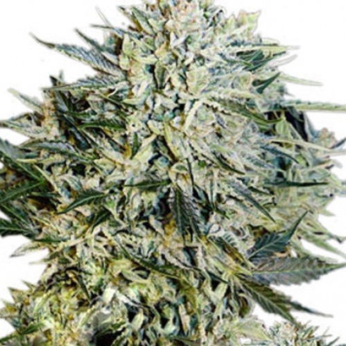 Auto Sugar Gom семена конопли: фото, характеристики, отзывы, описание