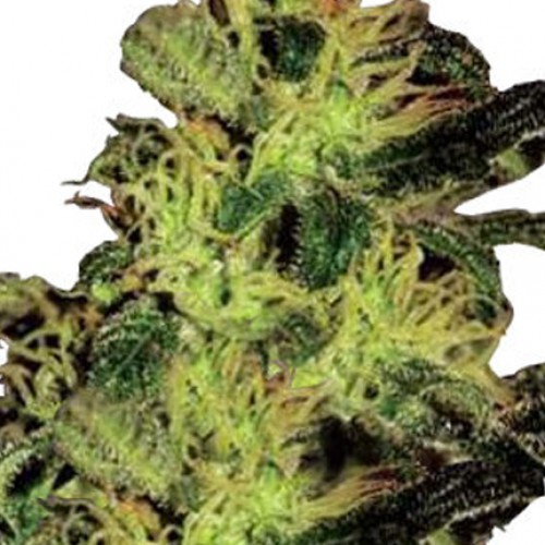 Auto Super Bud насіння конопель: фото, характеристики, відгуки, опис